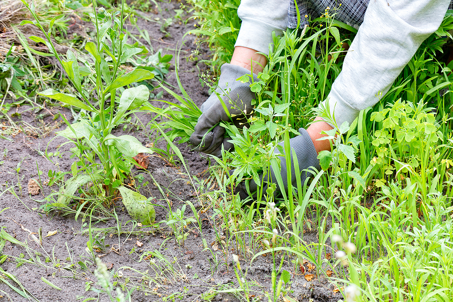 Healthy Trees, No Weeds: 2 Solutions to Protect Your Landscaping