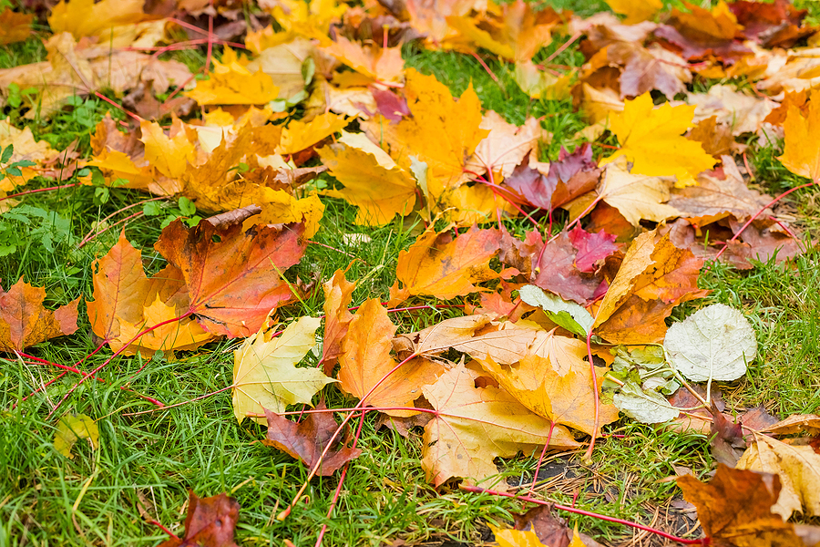 4 Maintenance Tips to Prepare Your Lawn for Fall