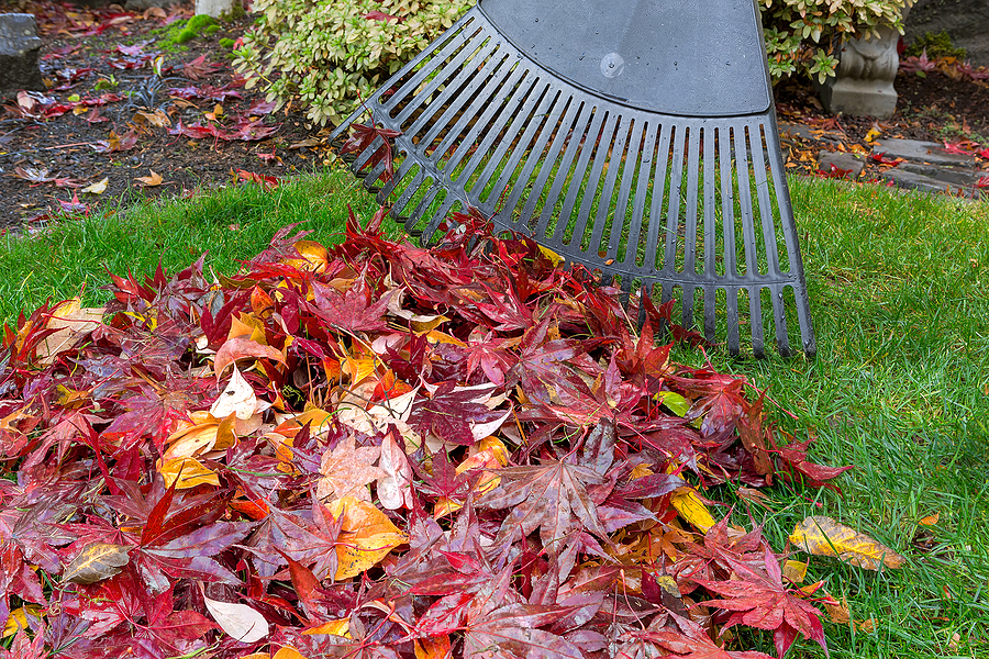 Fall Lawn Cleanup