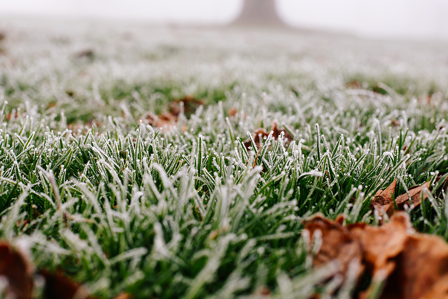 Winter Survival for Your Lawn: 3 Simple Steps for Lasting Health