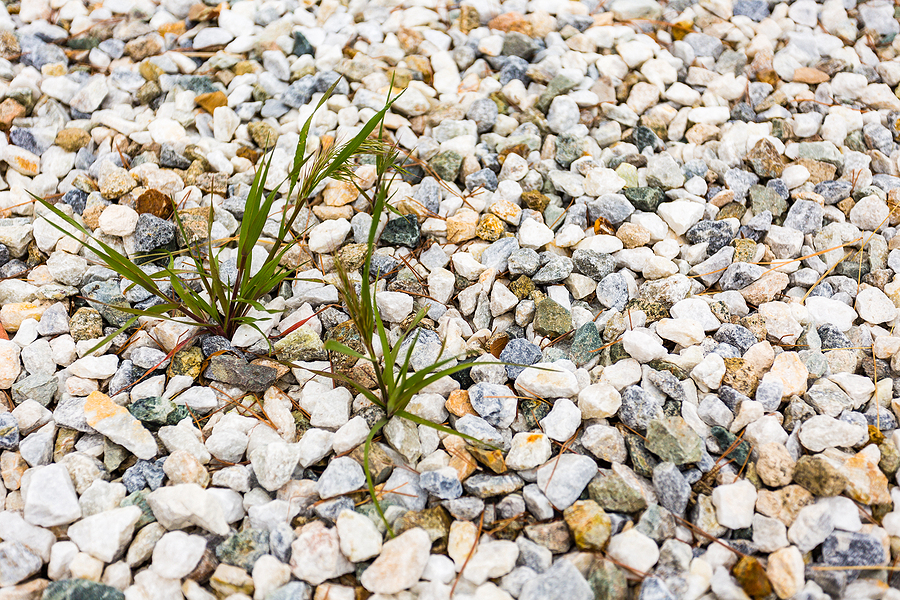 Springtime Weed Control: Stop Crabgrass Before It Starts